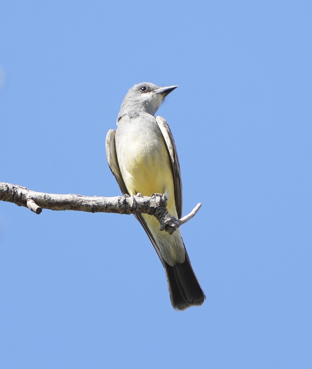 Cassin's Kingbird - ML620469019