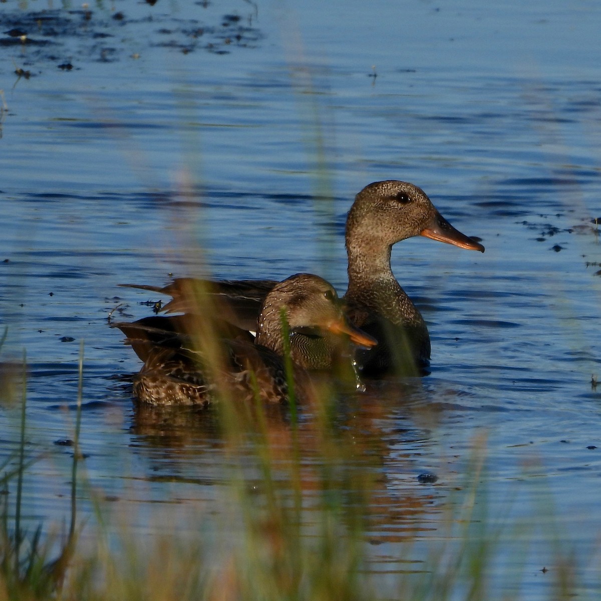 Gadwall - ML620469020