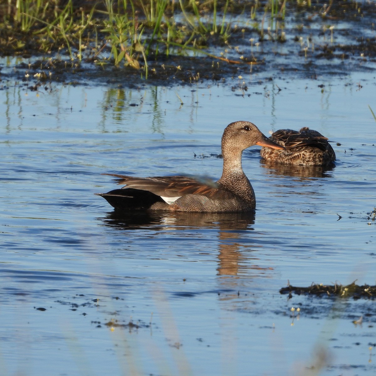 Gadwall - ML620469021