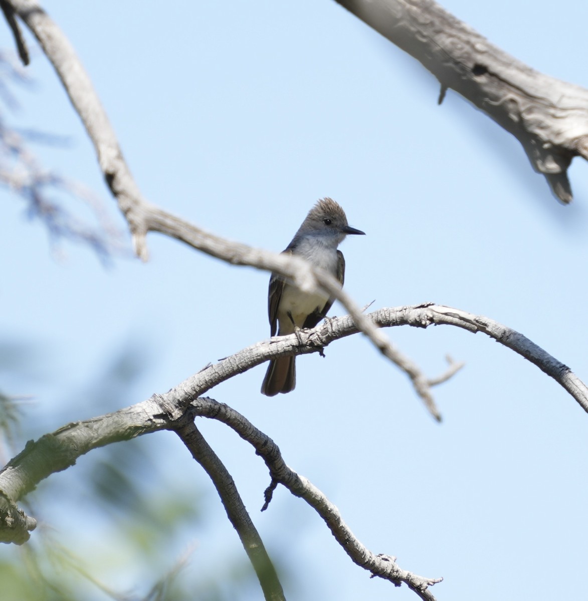 Ash-throated Flycatcher - John Rhoades