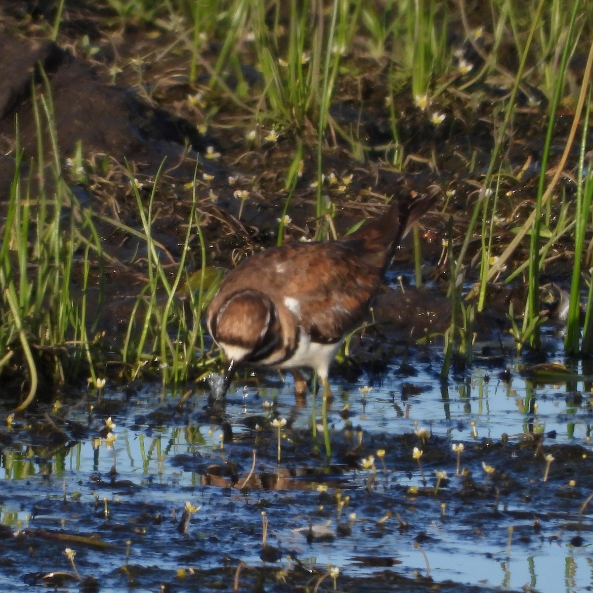 Killdeer - ML620469024