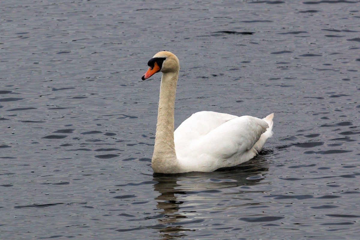 Cygne tuberculé - ML620469032