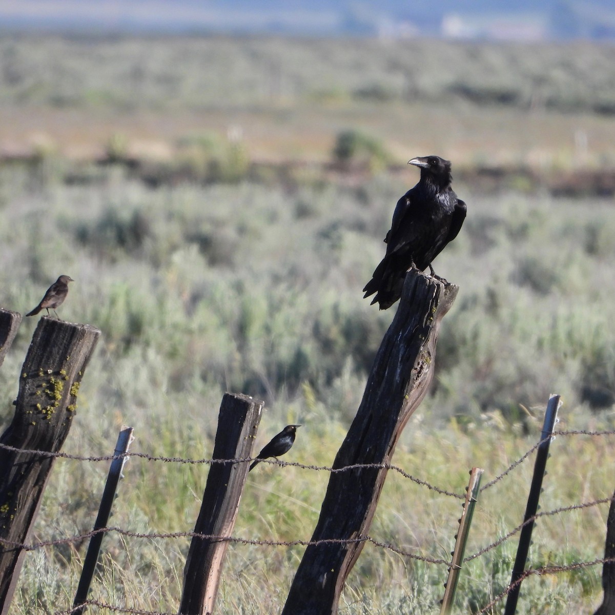 Common Raven - ML620469034