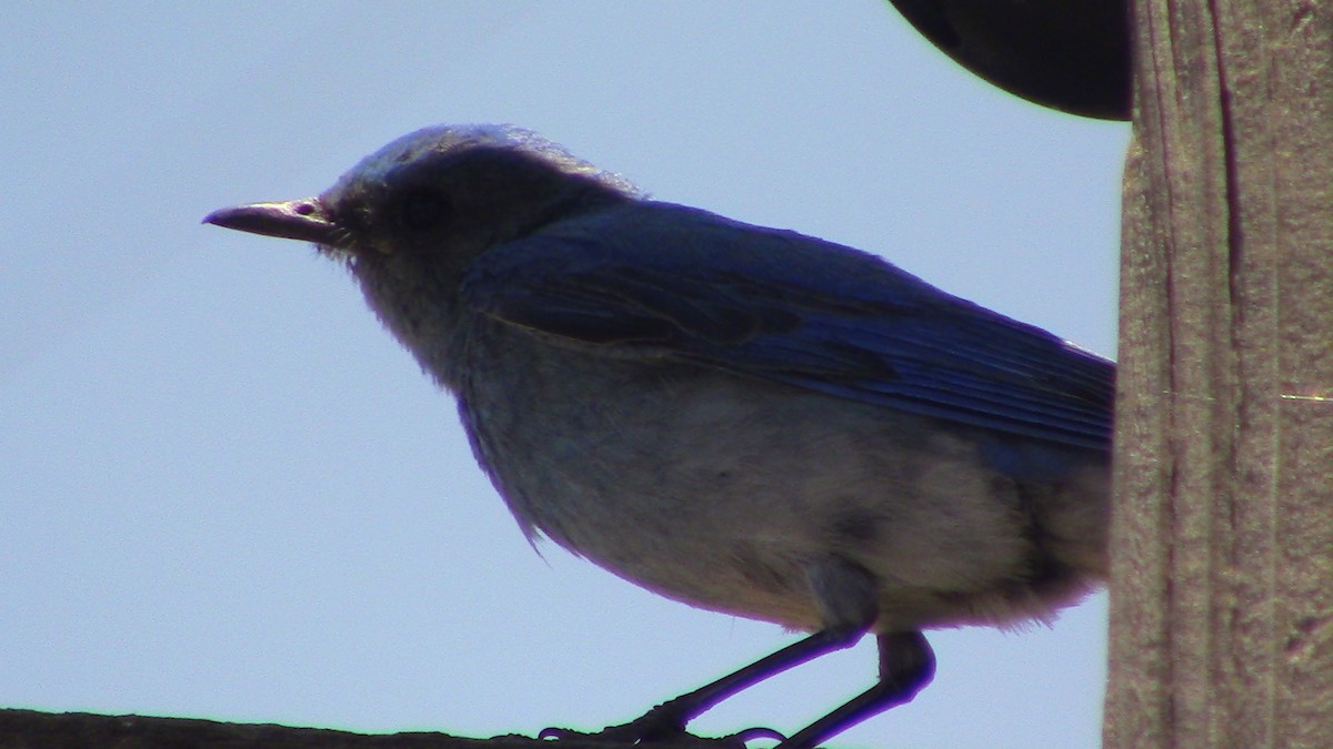 Mountain Bluebird - ML620469035