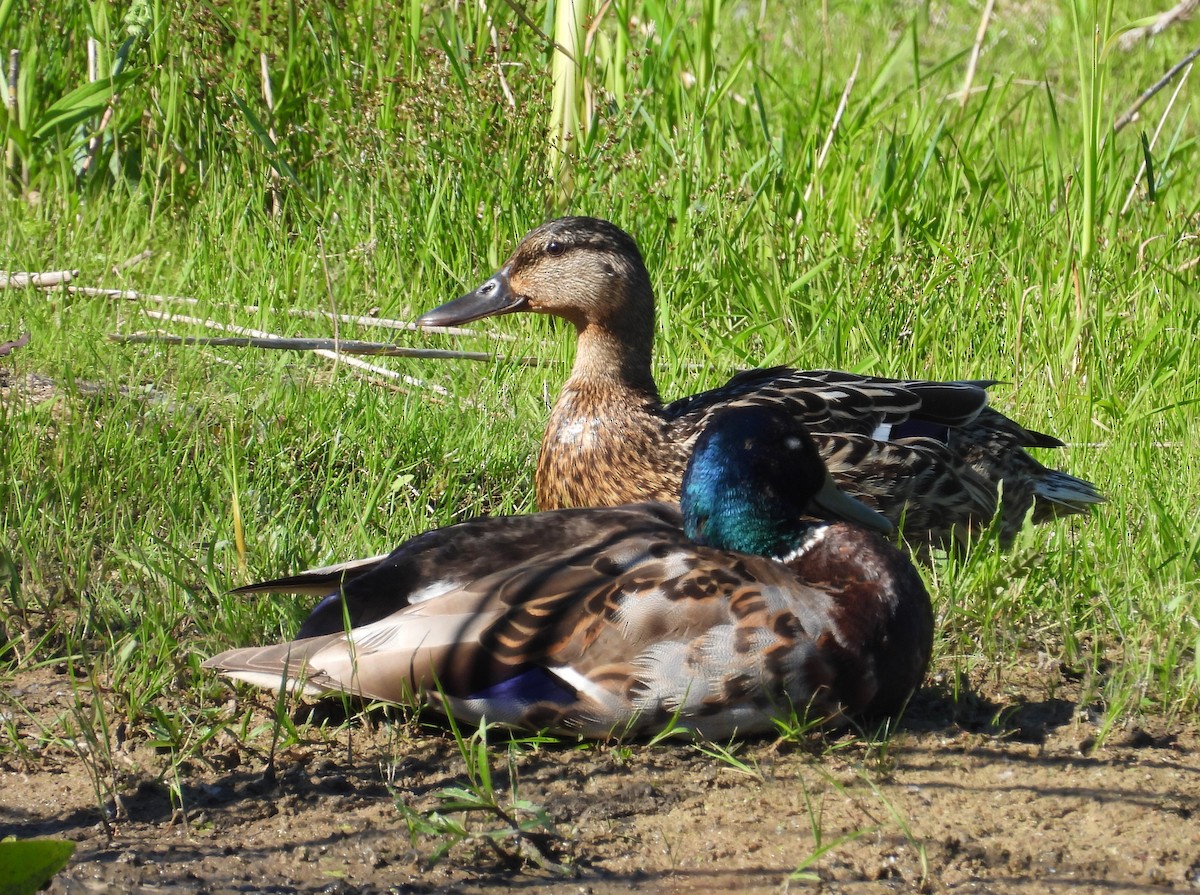 Canard colvert - ML620469036