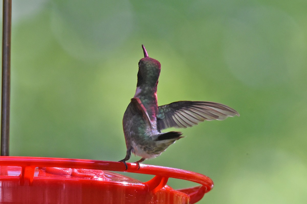 Ruby-throated Hummingbird - ML620469039