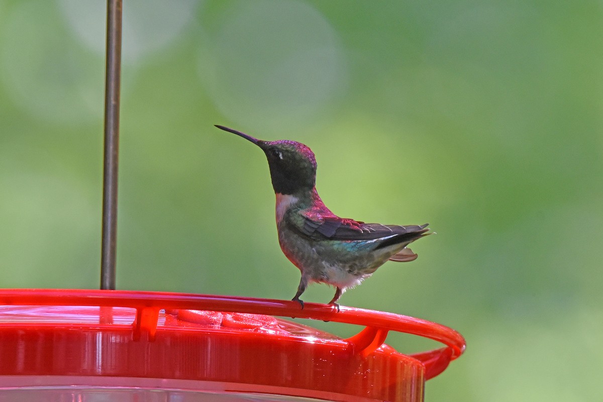 Ruby-throated Hummingbird - ML620469040
