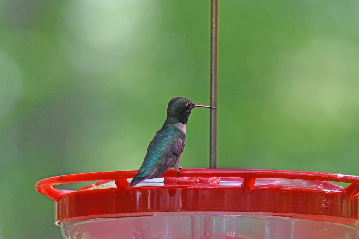 Ruby-throated Hummingbird - ML620469041