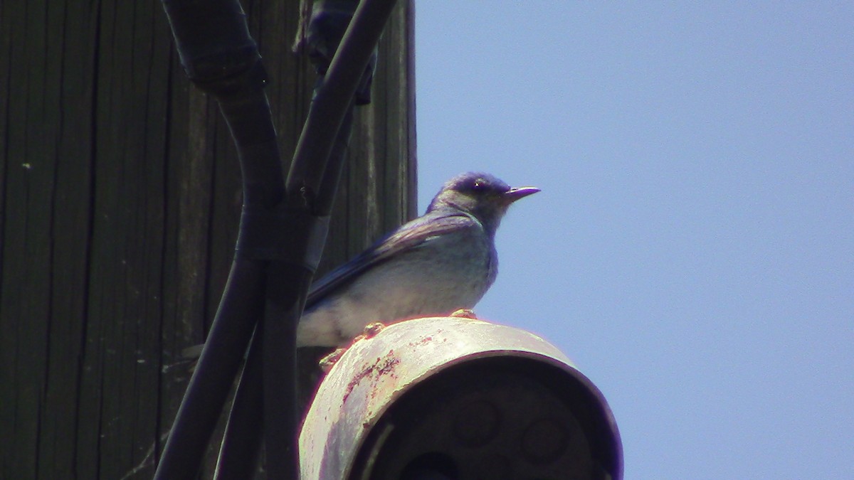 Mountain Bluebird - ML620469042