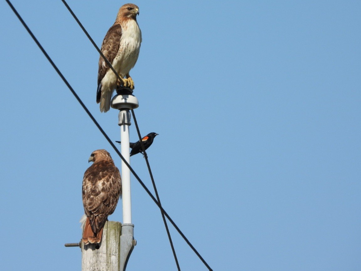 Red-tailed Hawk - ML620469050