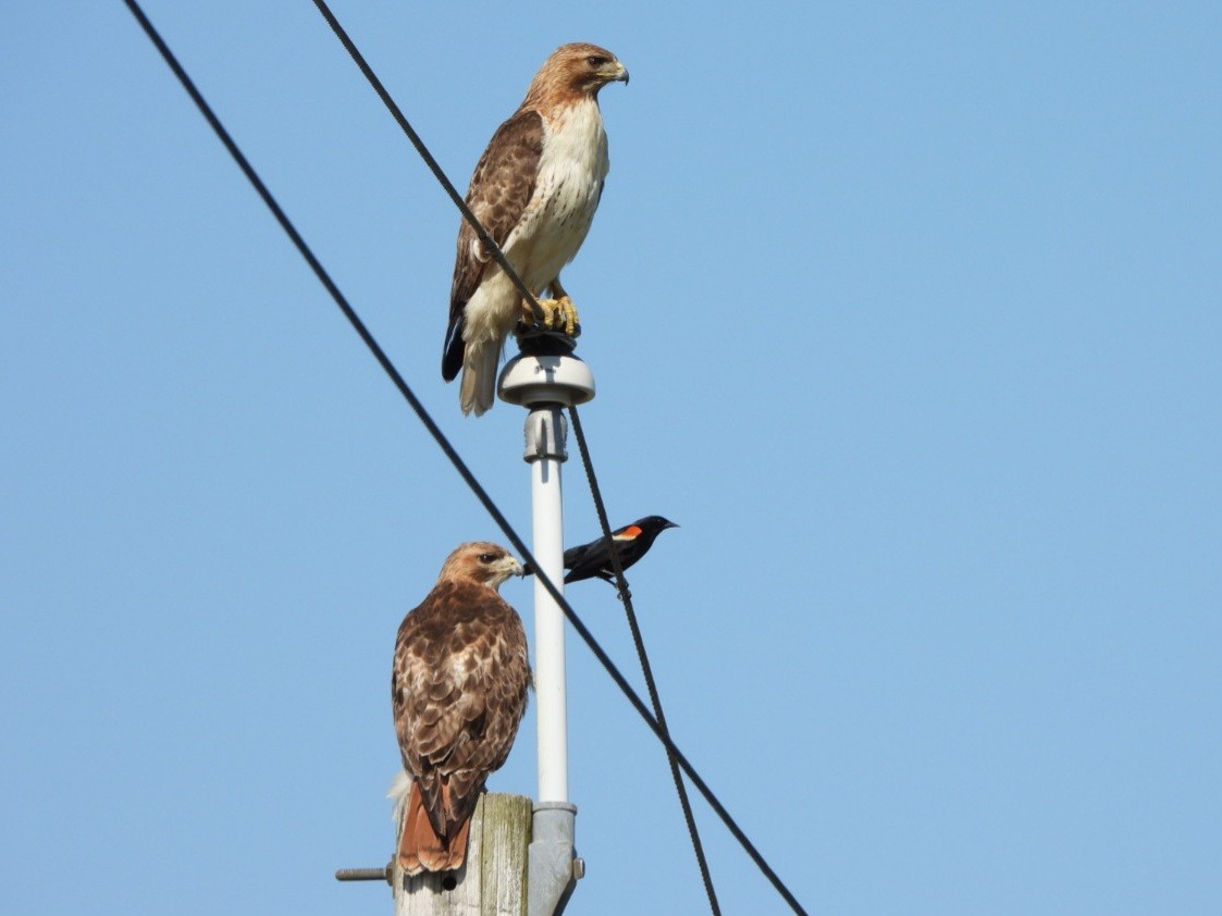 Red-tailed Hawk - ML620469051