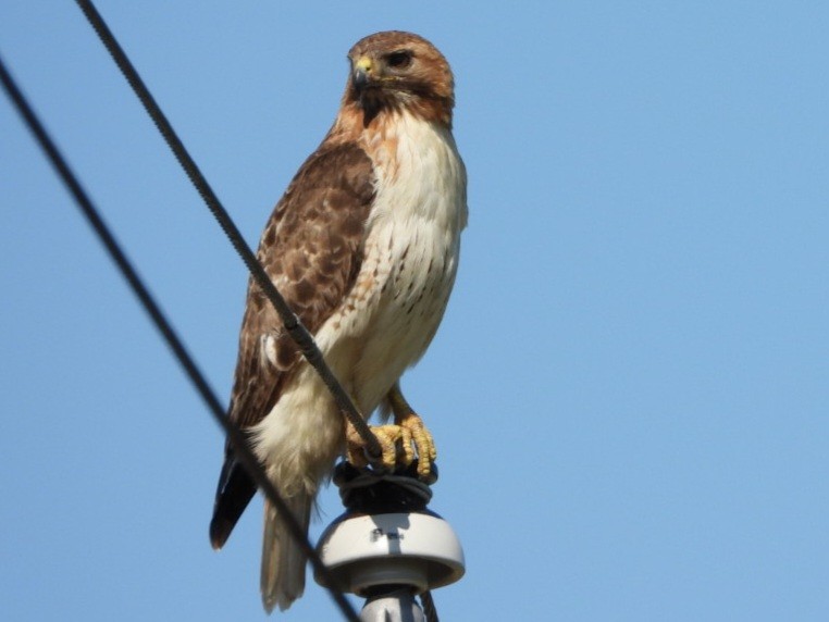 Red-tailed Hawk - ML620469053