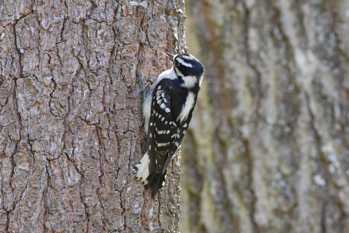 Downy Woodpecker - Timothy Barry