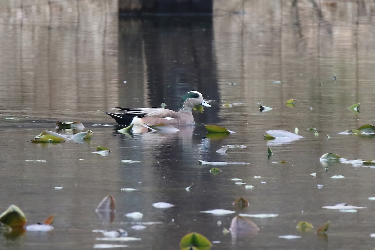 American Wigeon - ML620469058