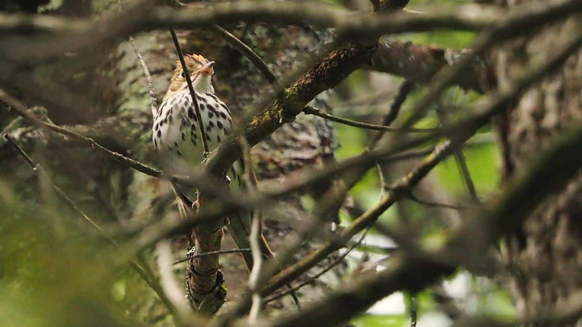 Ovenbird - ML620469060