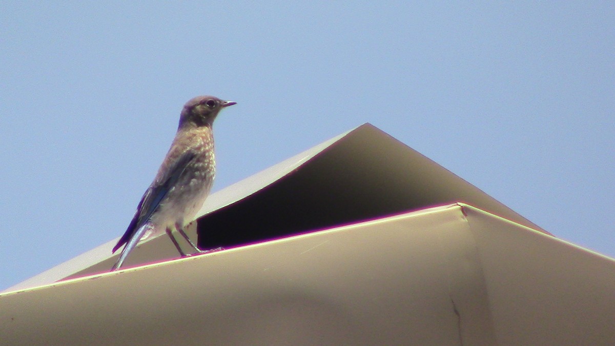 Mountain Bluebird - ML620469061