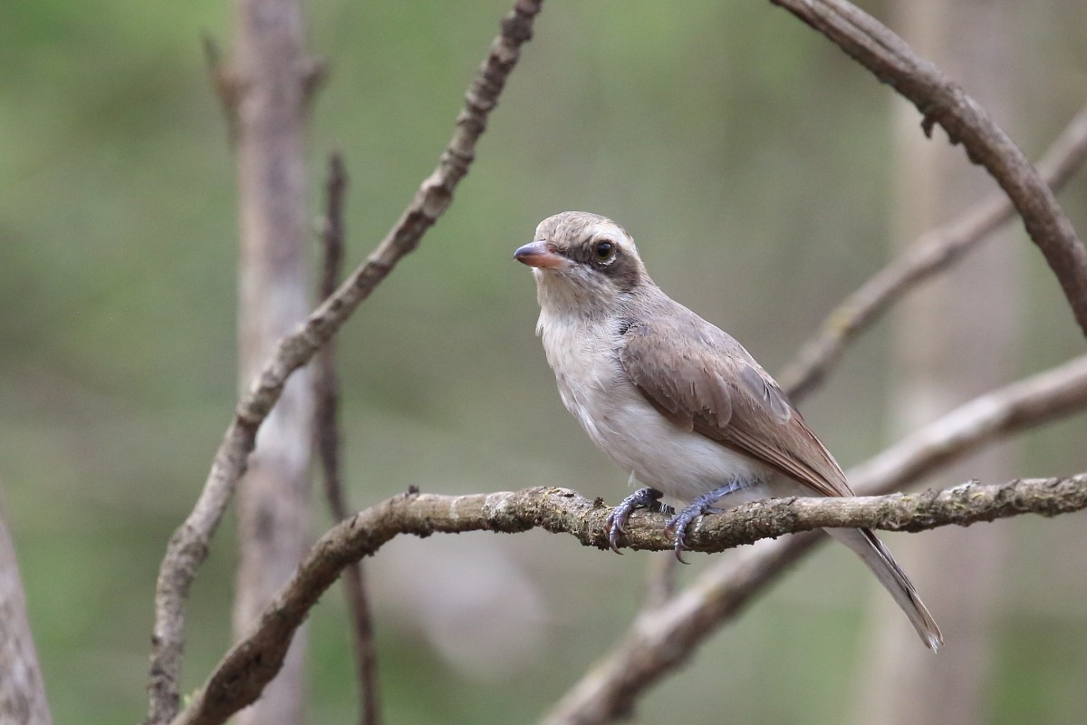 Common Woodshrike - ML620469066