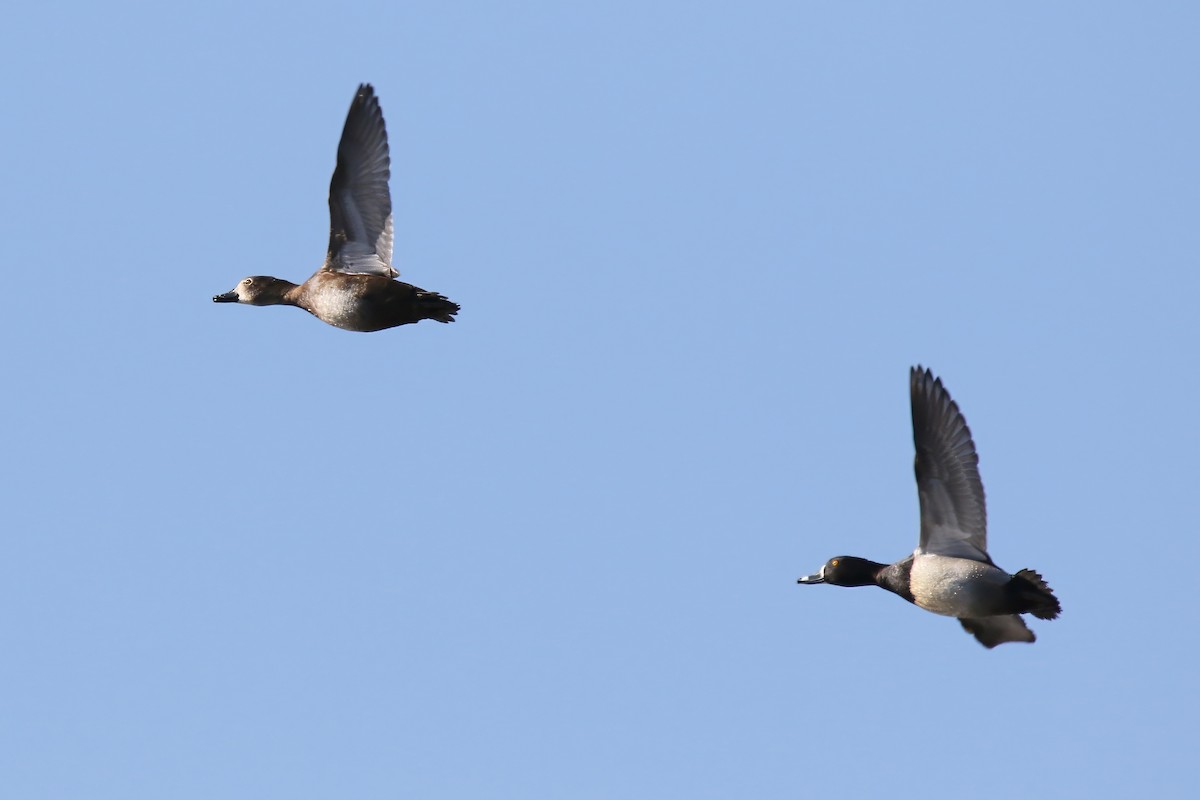 Ring-necked Duck - Jeffrey Timmer