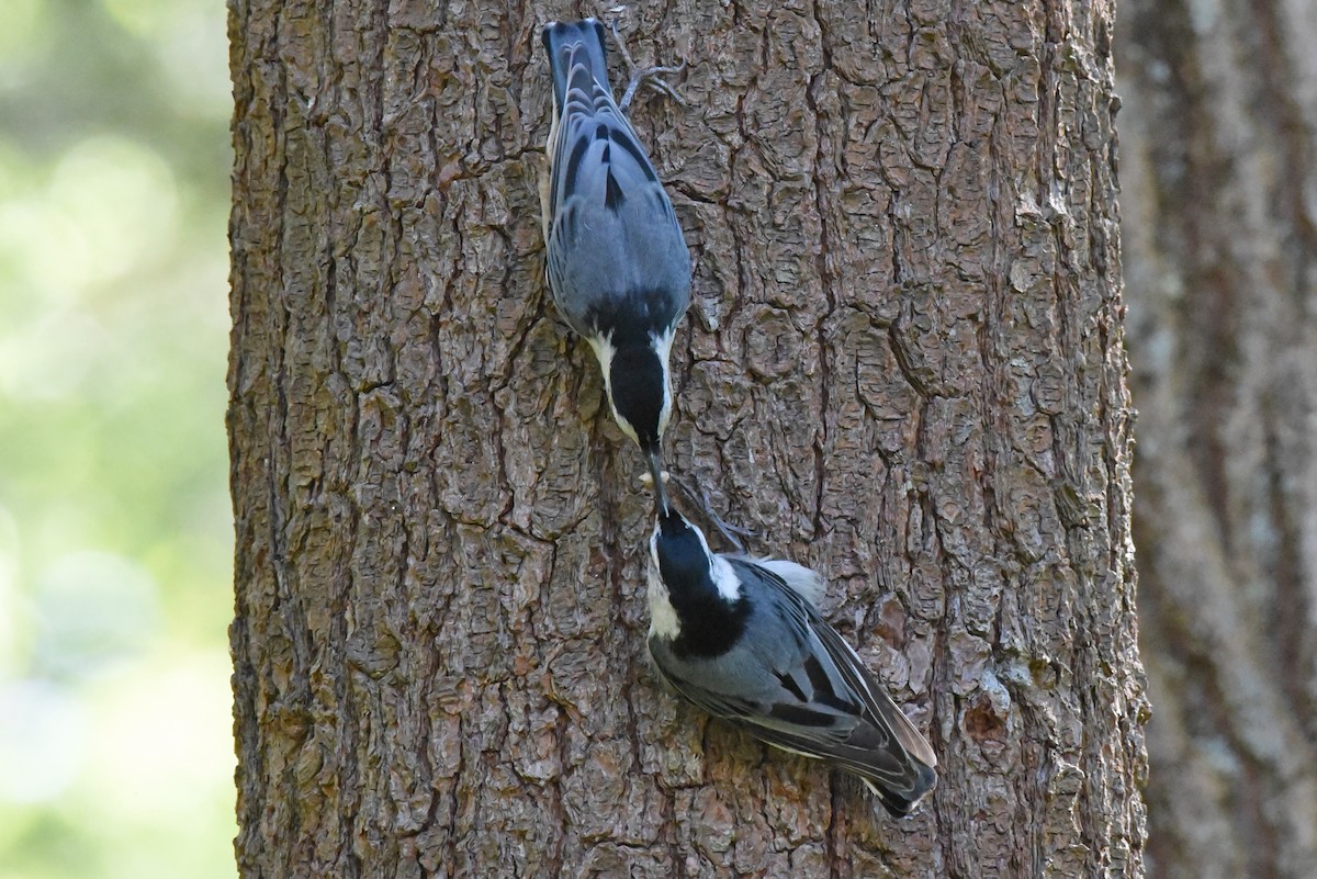 White-breasted Nuthatch - ML620469078