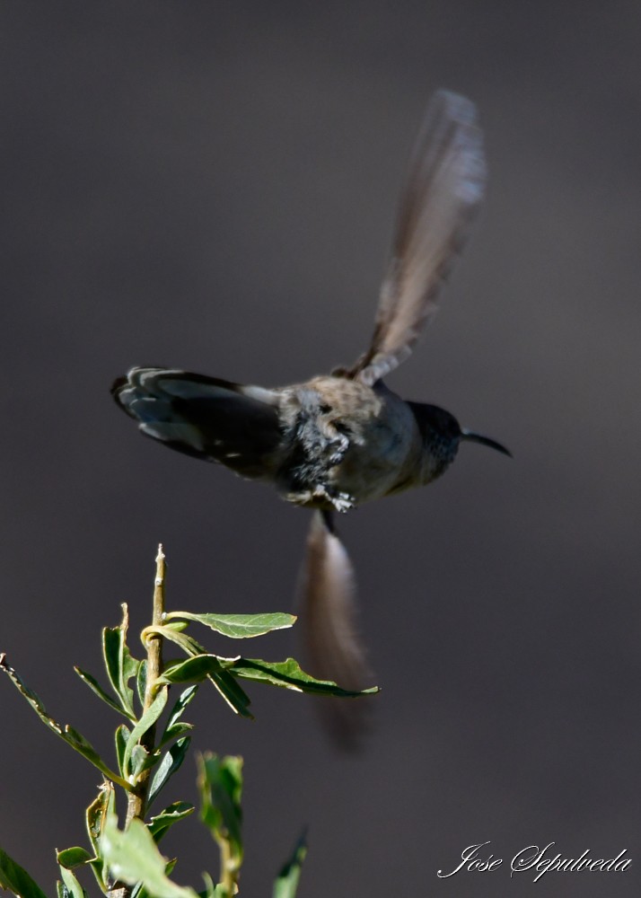 Colibrí Puneño - ML620469080