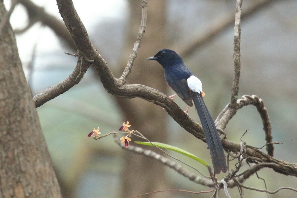 White-rumped Shama - ML620469085