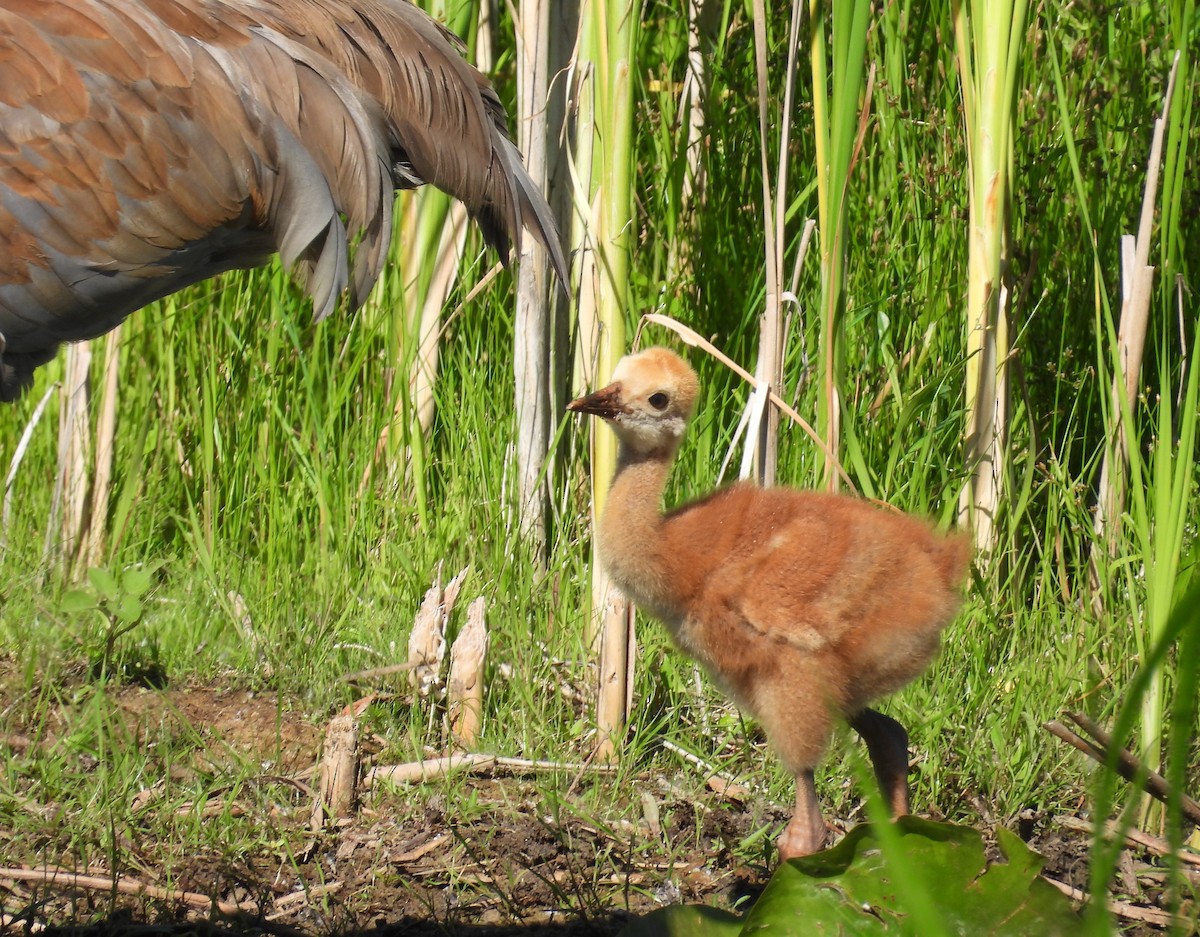 Sandhill Crane - ML620469090