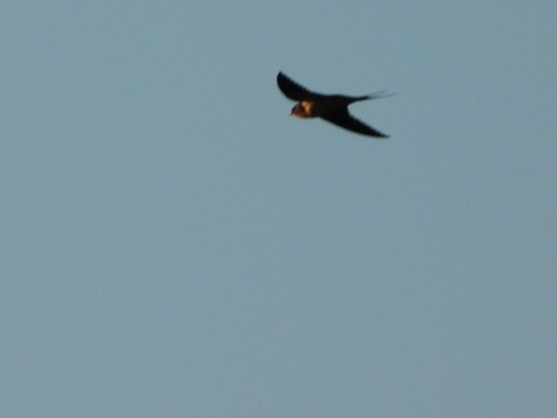 Barn Swallow - ML620469092