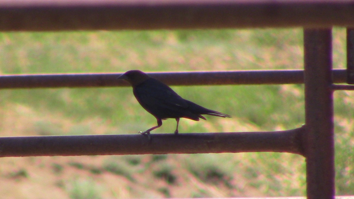 Brown-headed Cowbird - ML620469094