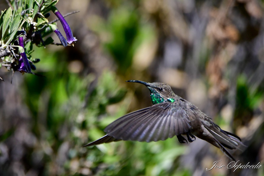 Colibrí Puneño - ML620469095