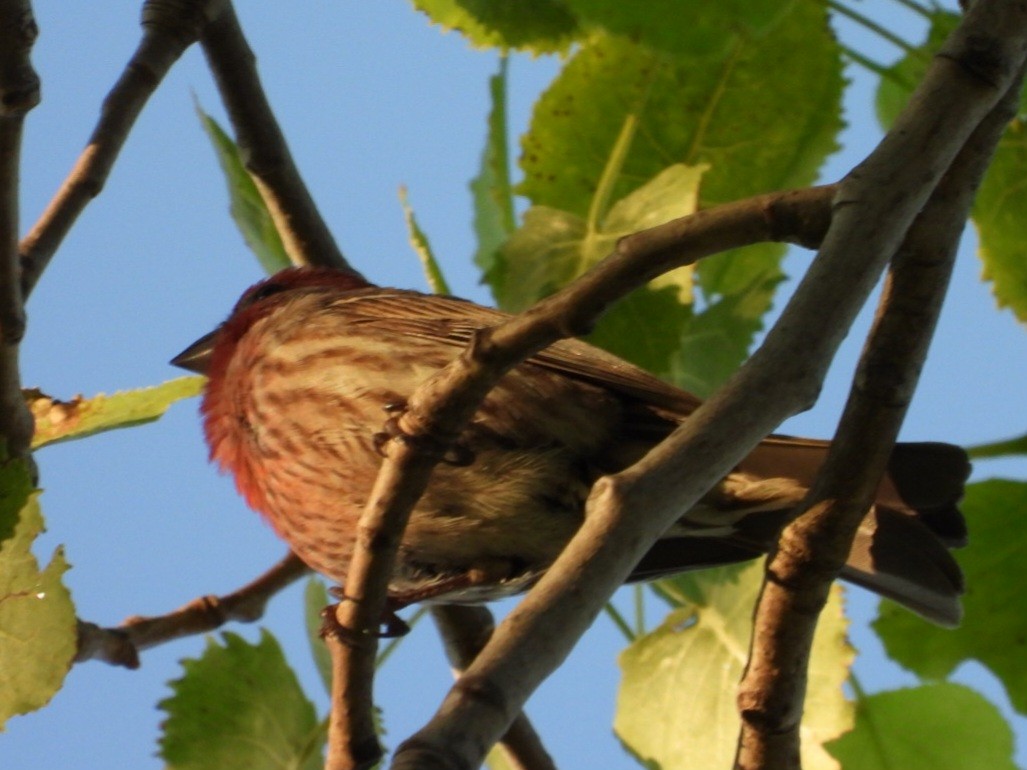 House Finch - Cliff Dekdebrun