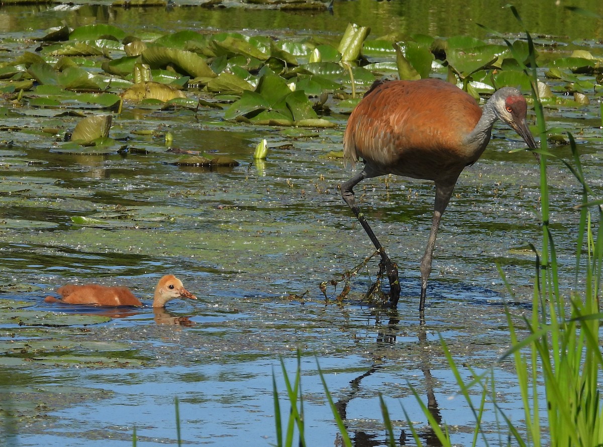 Sandhill Crane - ML620469102