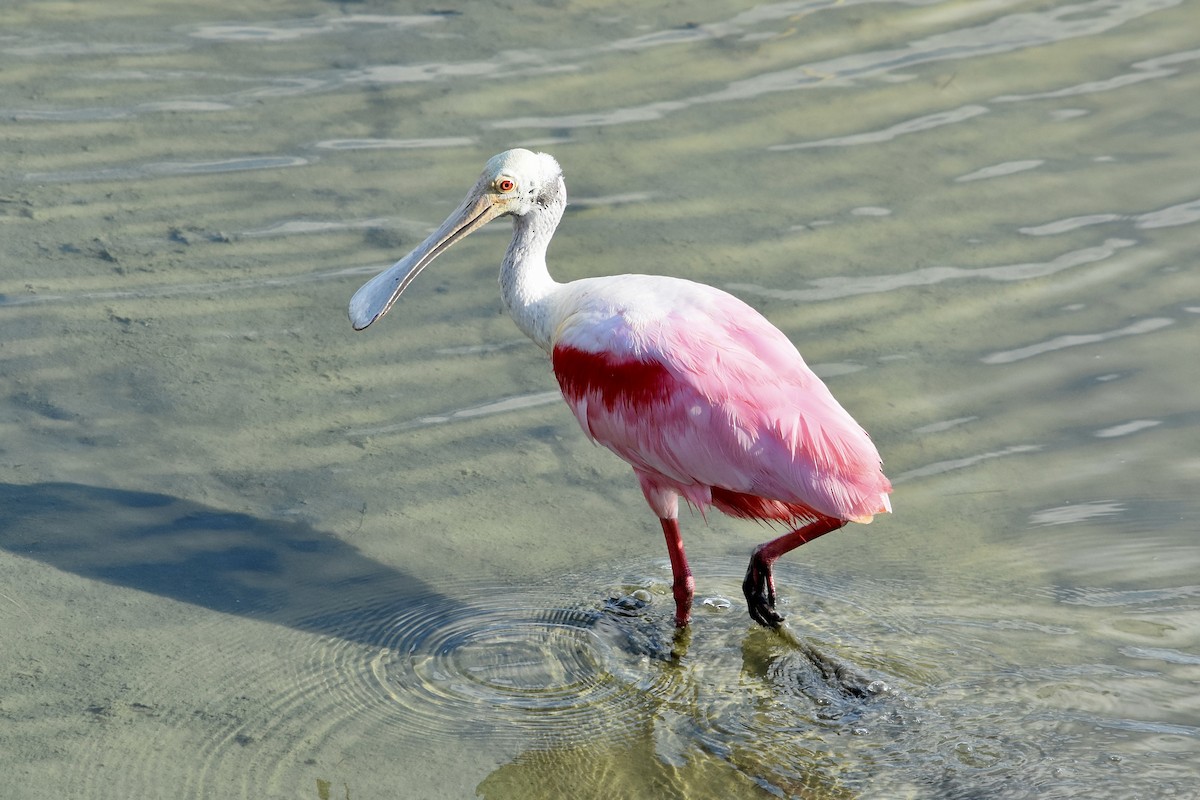 Roseate Spoonbill - Rufina Reynolds