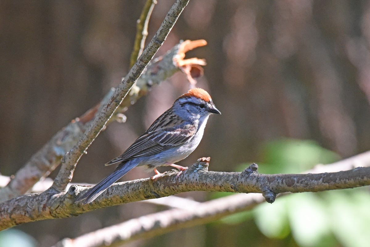Chipping Sparrow - ML620469115