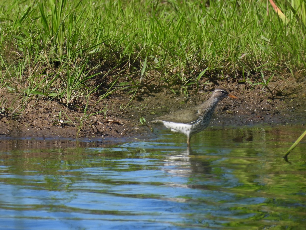 Spotted Sandpiper - ML620469116