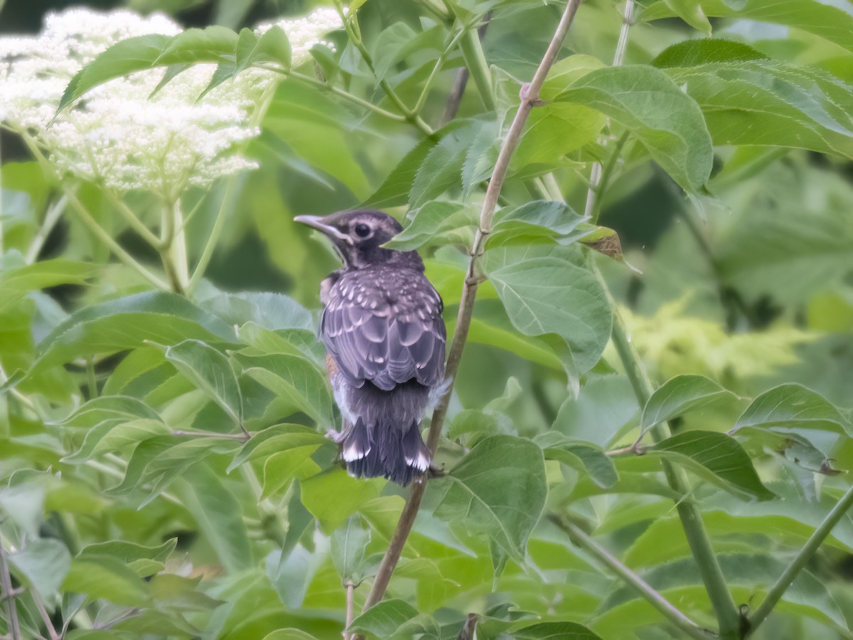 American Robin - ML620469129