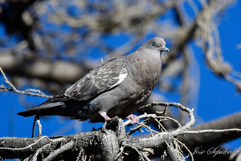 Pigeon tigré - ML620469134