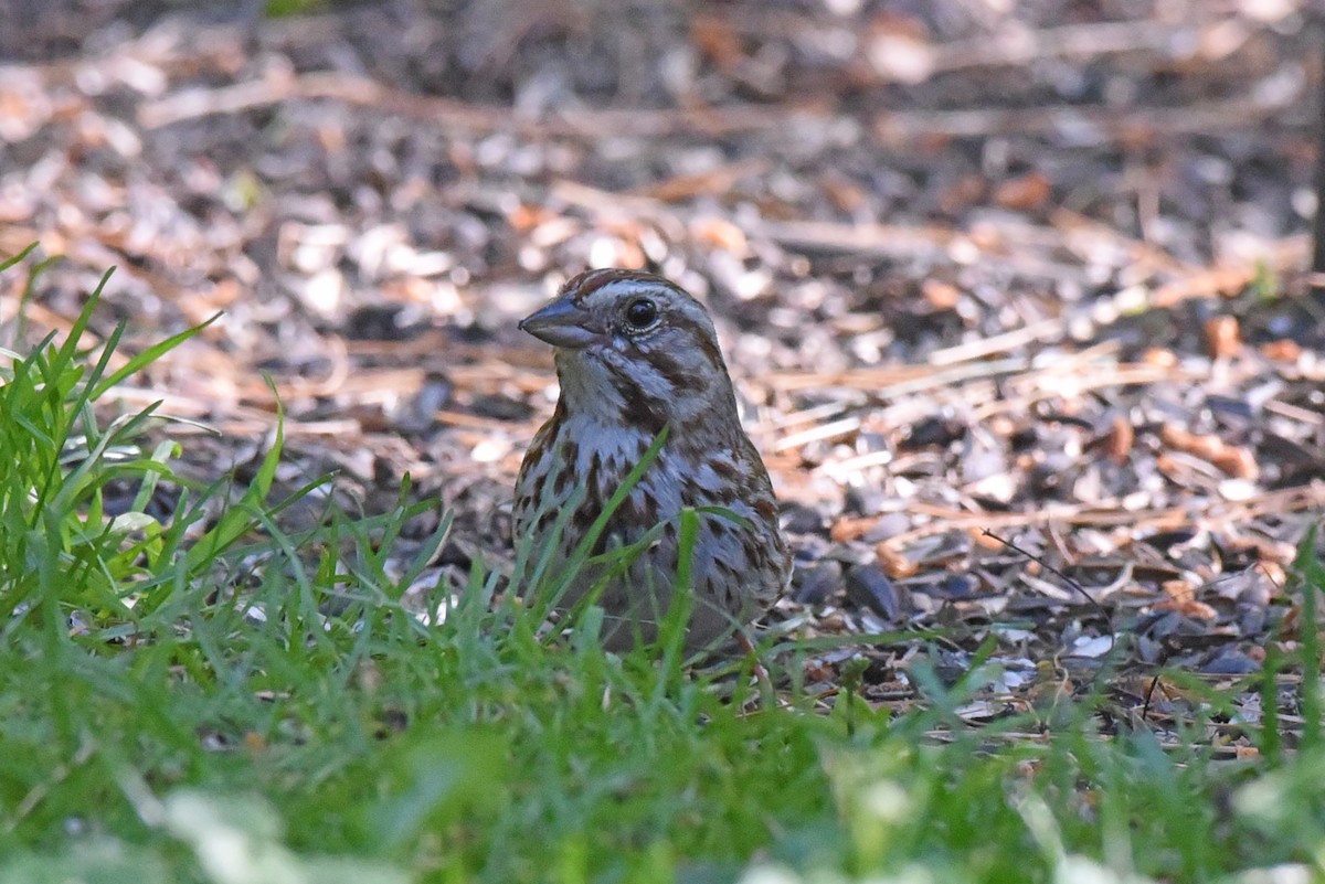 Song Sparrow - ML620469135