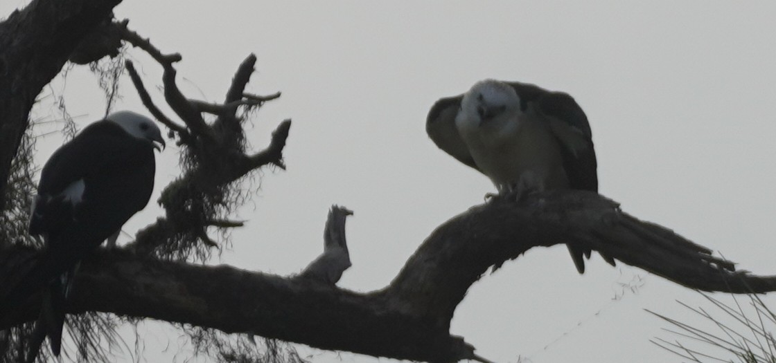 Swallow-tailed Kite - ML620469139