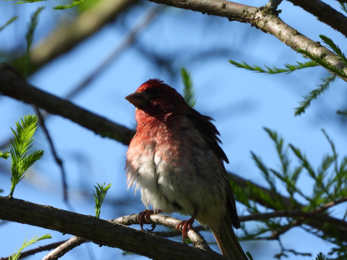 Purple Finch - ML620469140