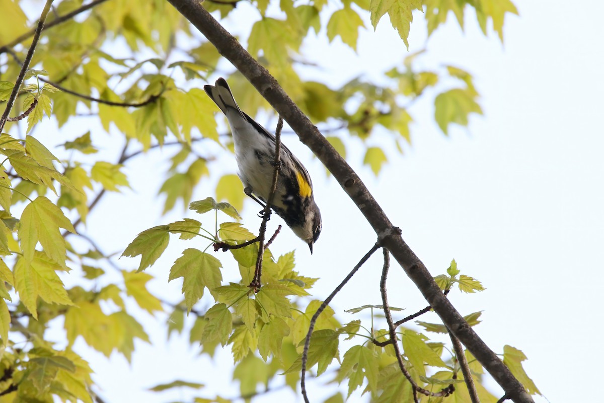 Yellow-rumped Warbler - ML620469141