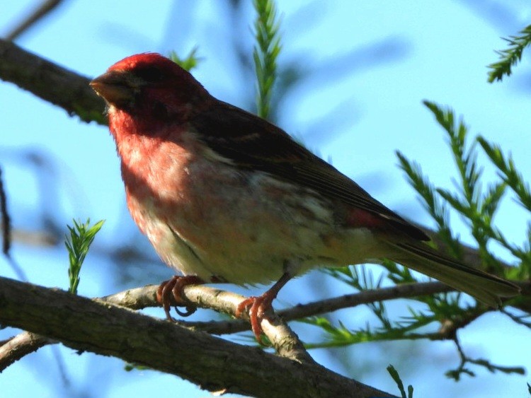 Purple Finch - ML620469144