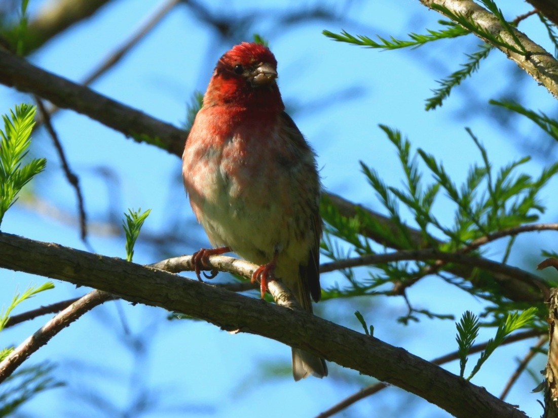 Purple Finch - Cliff Dekdebrun