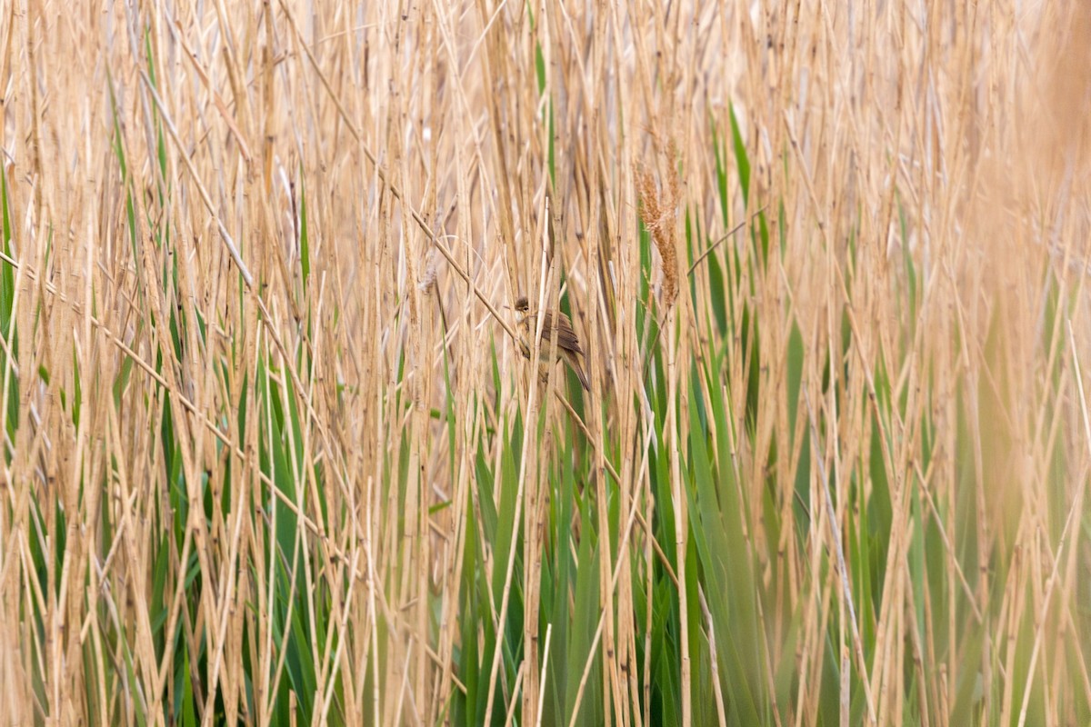 Common Reed Warbler - ML620469147