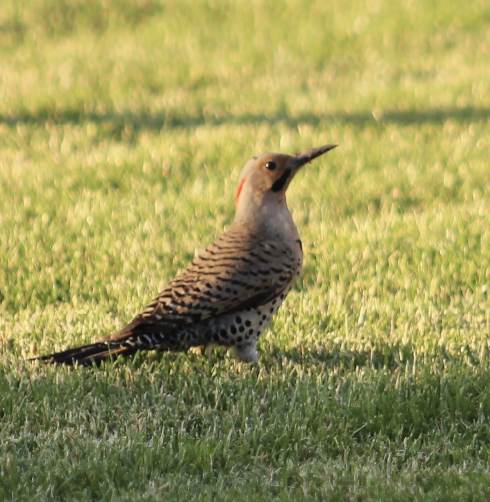 Northern Flicker - ML620469149