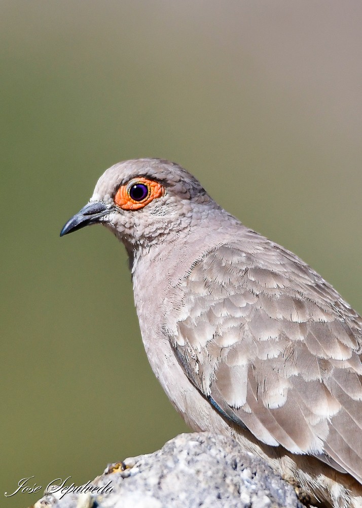 Bare-faced Ground Dove - ML620469152