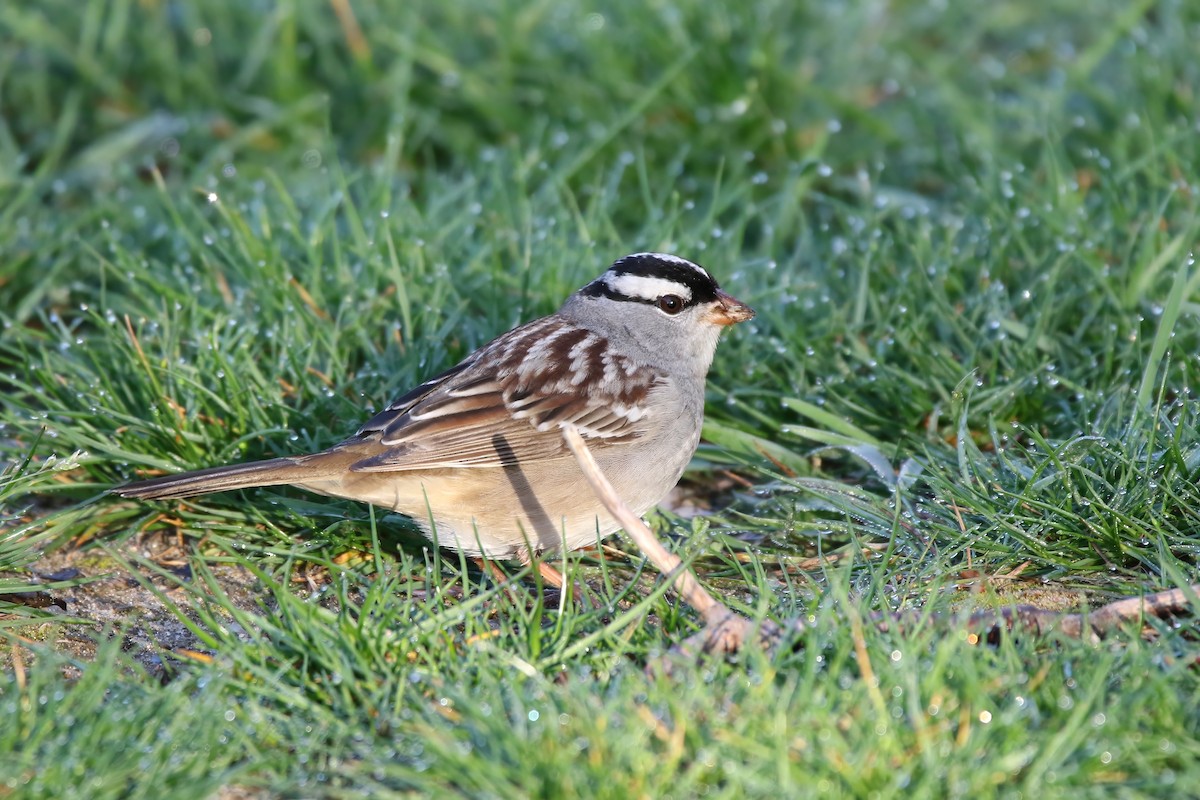 White-crowned Sparrow - ML620469154