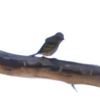Lawrence's Goldfinch - ML620469156