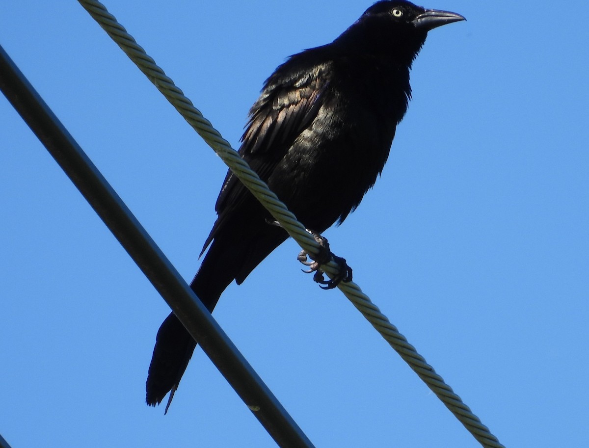 Common Grackle - ML620469160