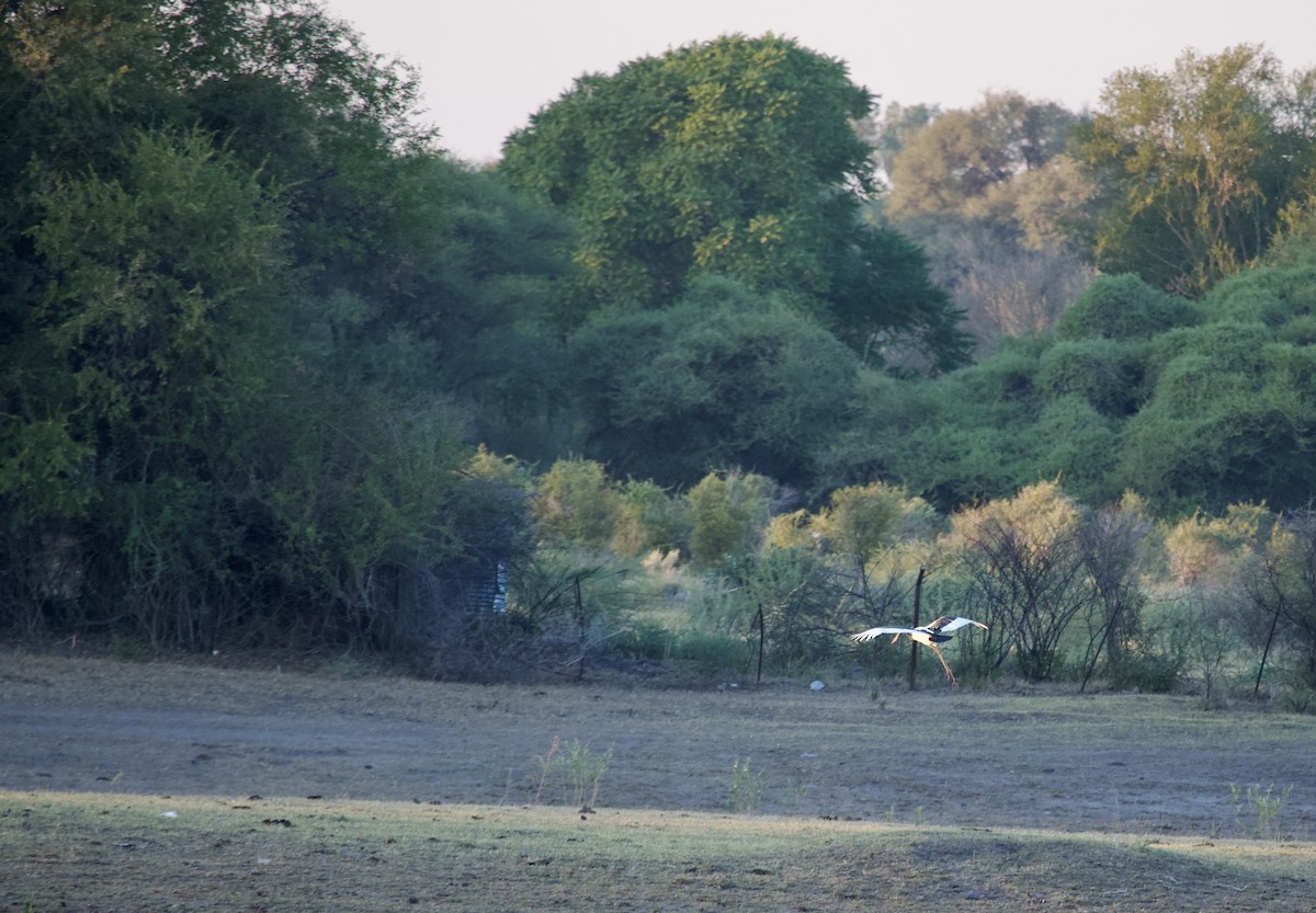 Saddle-billed Stork - ML620469161