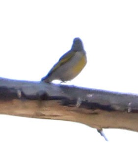 Lawrence's Goldfinch - ML620469162
